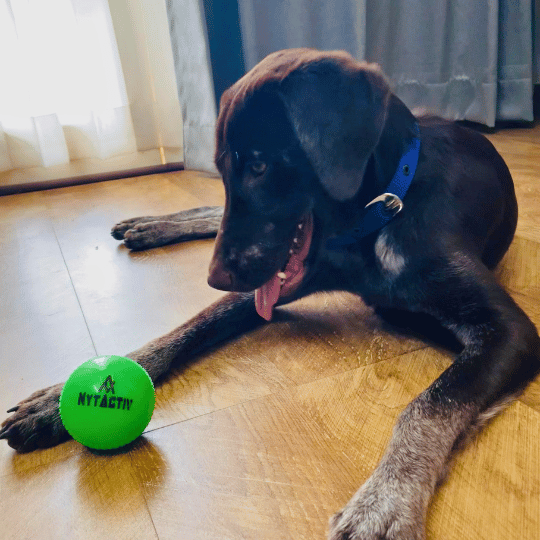 NYTACTIV PET BALL PERFECT GIFT FOR YOUR DOG